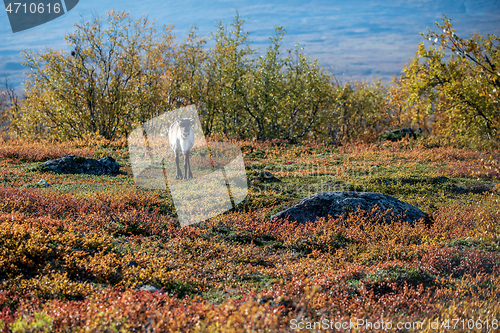 Image of A reindeer in autumn nordic nature. Northern Sweden