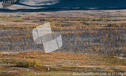 Image of Autumn landscape with birch forest. Northern Sweden