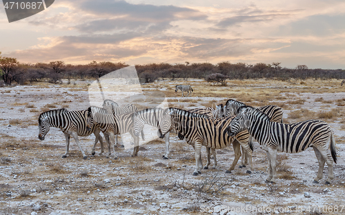 Image of Zebra in african bush. Africa safari