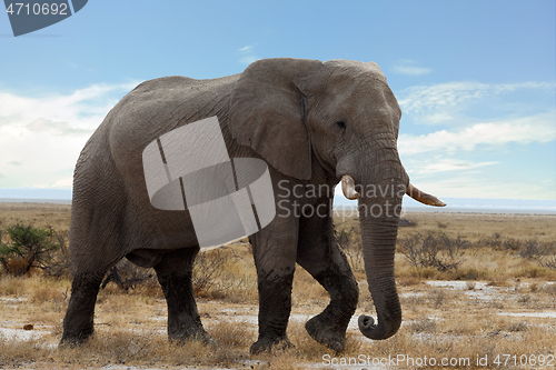 Image of big african elephants on Etosha national park