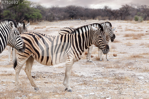 Image of Zebra in african bush. Africa safari