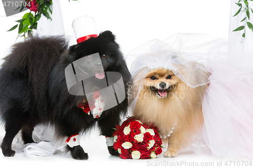 Image of dog wedding couple under flower arch