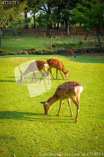 Image of Sika deers in Nara Park, Japan