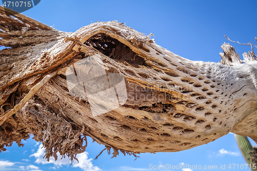 Image of Dry giant cactus in the desert, Argentina