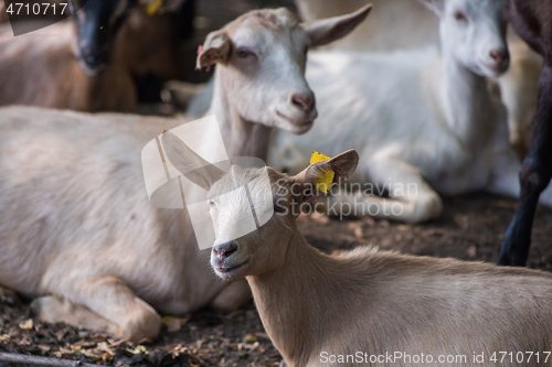 Image of goats in farm