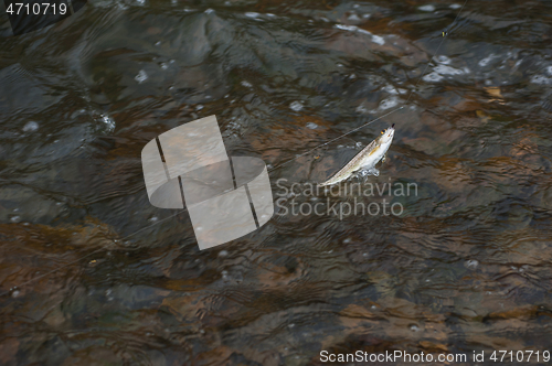 Image of Caught grayling fish