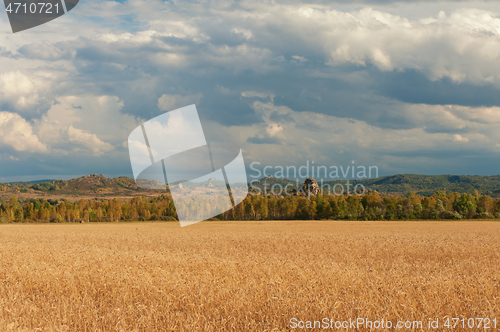 Image of wheat field on sunset