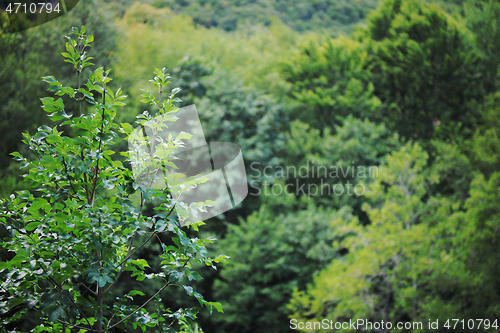 Image of forest green nature background