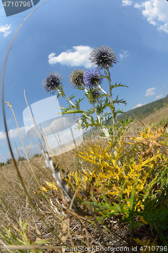 Image of summer landscape