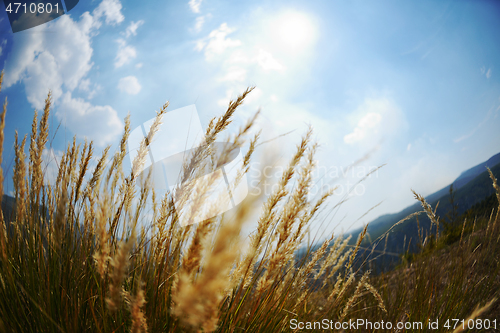 Image of summer landscape