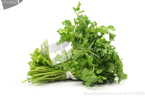 Image of Freshly picked organic watercress