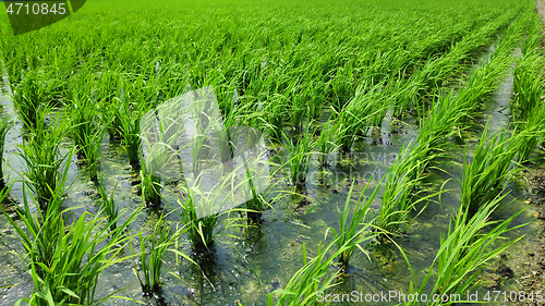 Image of Young fresh green paddy field