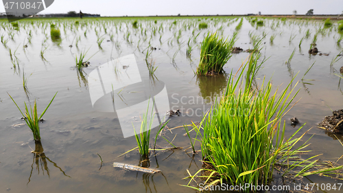 Image of Paddy field platation season