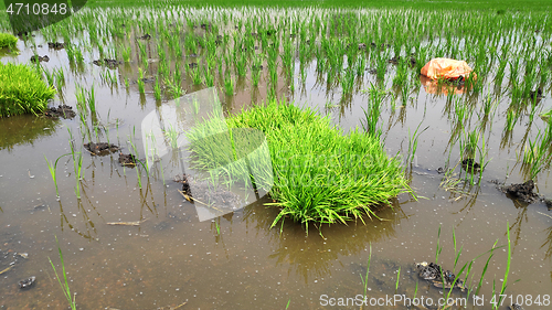 Image of Paddy field platation season