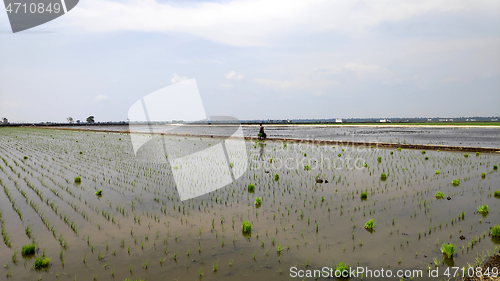 Image of Paddy field platation season