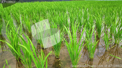 Image of Jatiluwih rice terrace with sunny day in Ubud, Bali