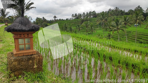 Image of Jatiluwih rice terrace with sunny day in Ubud, Bali