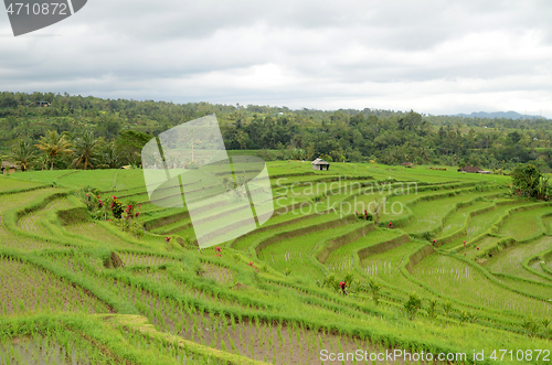 Image of Jatiluwih rice terrace in Ubud, Bali