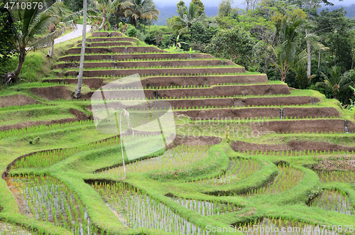 Image of Jatiluwih rice terrace in Ubud, Bali