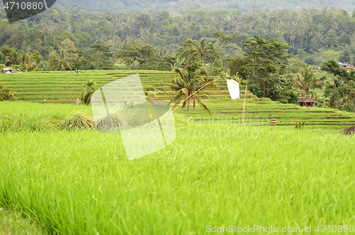 Image of Beautiful Jatiluwih rice terraces in Bali