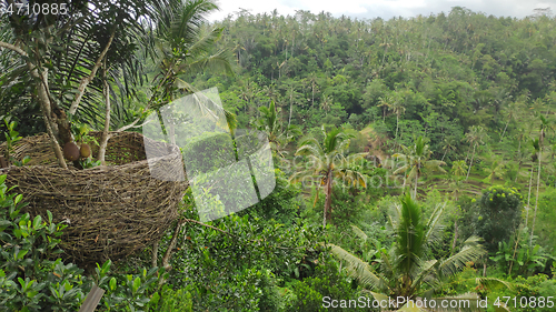 Image of Natural view of Ubud in Bali