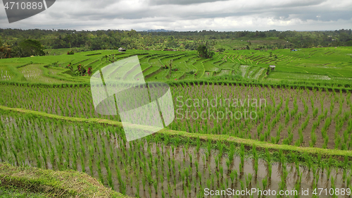 Image of Jatiluwih rice terrace with sunny day in Ubud, Bali