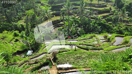 Image of Tegalalang rice terraces in Ubud, Bali