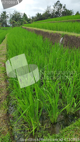 Image of Jatiluwih rice terrace day in Ubud, Bali