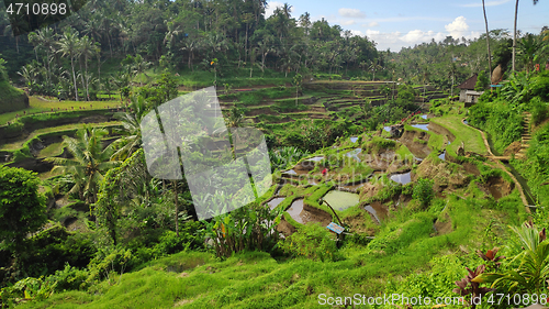 Image of Tegalalang rice terraces in Ubud, Bali