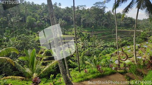 Image of Tegalalang rice terraces in Ubud, Bali