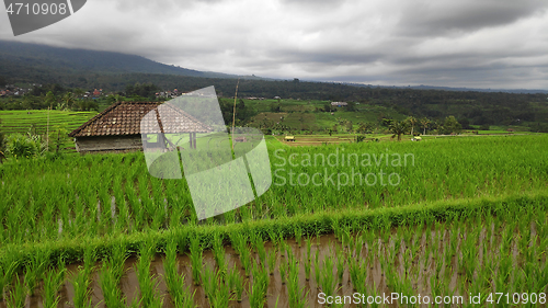 Image of Jatiluwih rice terrace day in Ubud, Bali