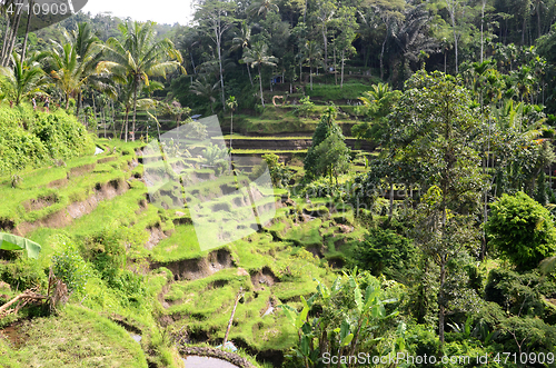 Image of Tegalalang rice terraces in Ubud, Bali