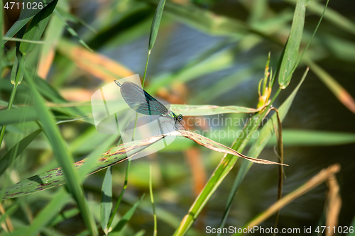 Image of beautiful dragonfly insect