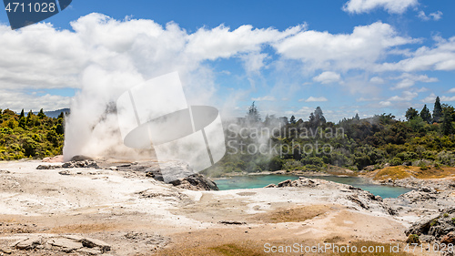 Image of Geyser in New Zealand Rotorua