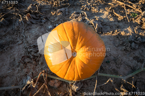 Image of typical field of pumpkin