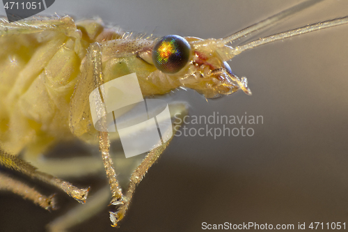 Image of green lacewing macro