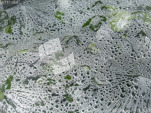 Image of vegetation under plastic film