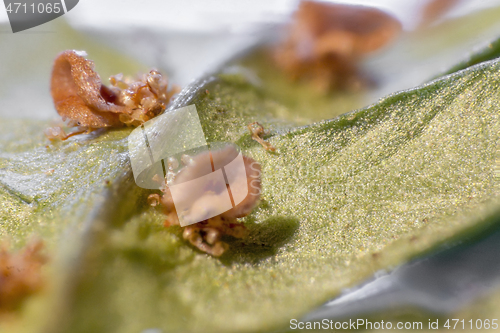 Image of fern leaf macro