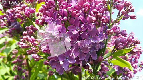 Image of Beautiful bright spring flowers of lilac bush