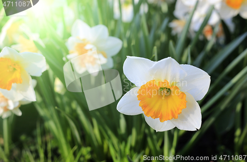 Image of Beautiful white flowers of Narcissus