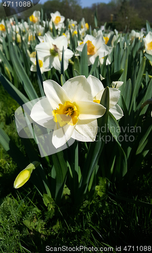 Image of Beautiful white and yellow flowers of spring Narcissus