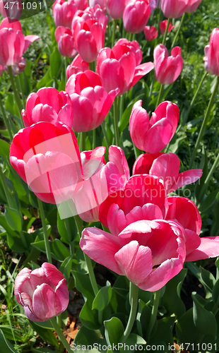 Image of Beautiful bright pink tulips