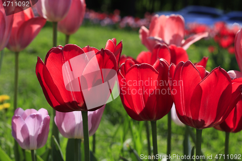 Image of Beautiful bright red and pink spring tulips glowing in sunlight