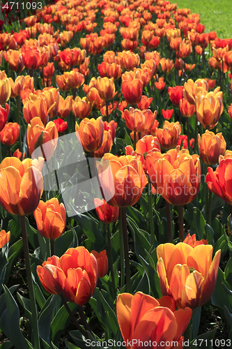 Image of Beautiful bright tulips glowing in sunlight
