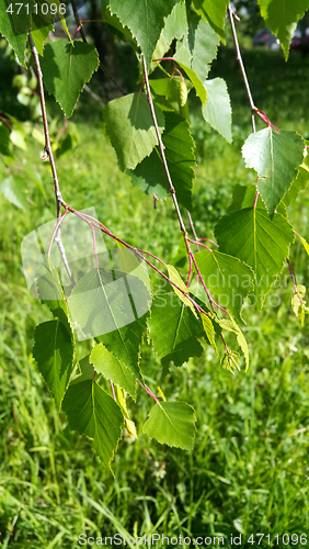 Image of Beautiful branch of a spring birch