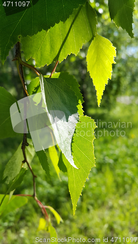 Image of Beautiful branch of a spring birch