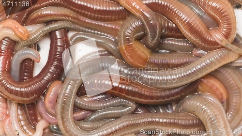 Image of Many earthworms crawling together closeup footage