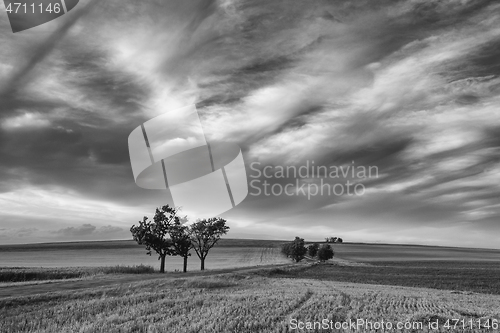 Image of On the dirt road between empty field after harvesting in summer 