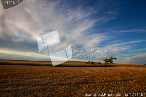 Image of On the empty field after harvesting in summer evening. 