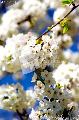 Image of Cherry Blossom Tree